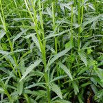 Leucanthemum maximum Feuille