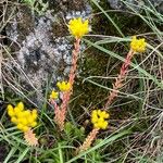 Petrosedum rupestreCvet