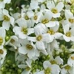 Armoracia rusticana Blüte
