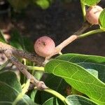 Ficus ingens Фрукт