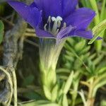 Gentiana pyrenaica Λουλούδι