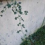 Malva parviflora Облик