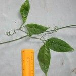 Anemopaegma chrysoleucum autre