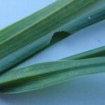 Bupleurum virgatum Likasa