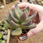 Pachyphytum kimnachii Leaf