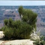 Ephedra viridis Habit