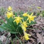 Narcissus minor Flor