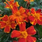 Tagetes patulaFlower