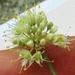 Allium saxatile Cvet