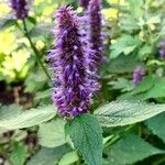 Agastache foeniculum Flower