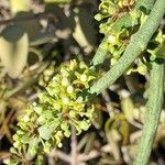 Cynanchum viminale Flower