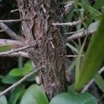 Callistemon pearsonii