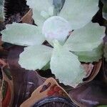 Kalanchoe marmorata List