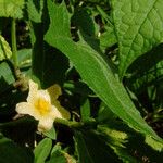 Sida acuta Blatt