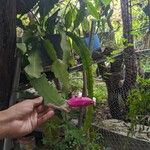 Epiphyllum hookeri Інше