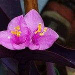 Tradescantia pallida Květ