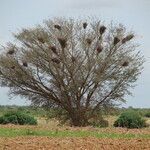 Vachellia tortilis 叶