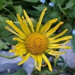 Doronicum columnae Λουλούδι