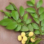 Drypetes gerrardii Leaf