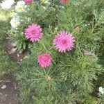 Argyranthemum frutescens Blomma