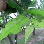 Guazuma ulmifolia 葉