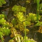 Salvinia molesta অভ্যাস