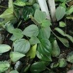 Peperomia urocarpa Feuille