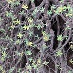 Euphorbia balsamifera Blad