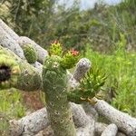 Opuntia oricola Fulla