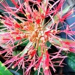 Scadoxus multiflorusFlower