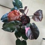 Philodendron erubescens Blatt