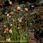 Juncus triglumis عادت داشتن