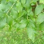 Fraxinus pennsylvanicaLeaf