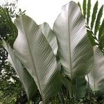 Calathea lutea Alia