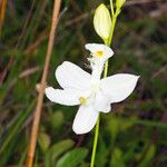 Calopogon tuberosus Kvet