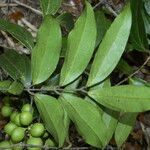 Strychnos gubleri Leaf