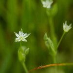 Stellaria alsine Kvet