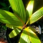 Verschaffeltia splendida Leaf
