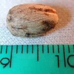 Vitex cooperi Otro