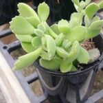Cotyledon tomentosa Hoja