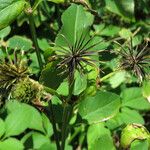 Bidens alba Fruit