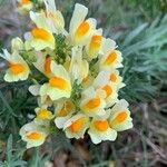 Linaria supinaBlomma