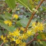 Azara celastrina Flor