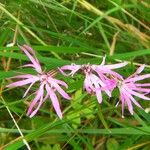 Lychnis flos-cuculi Blüte