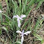 Iris missouriensis 整株植物