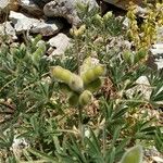 Lupinus arboreus Foglia