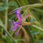 Clarkia rhomboidea Blüte