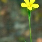 Linum trigynum Квітка