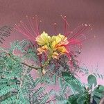 Caesalpinia gilliesii 花
