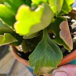 Kalanchoe longiflora Blad